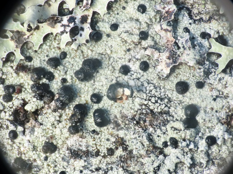 Blood Lichen photo 6