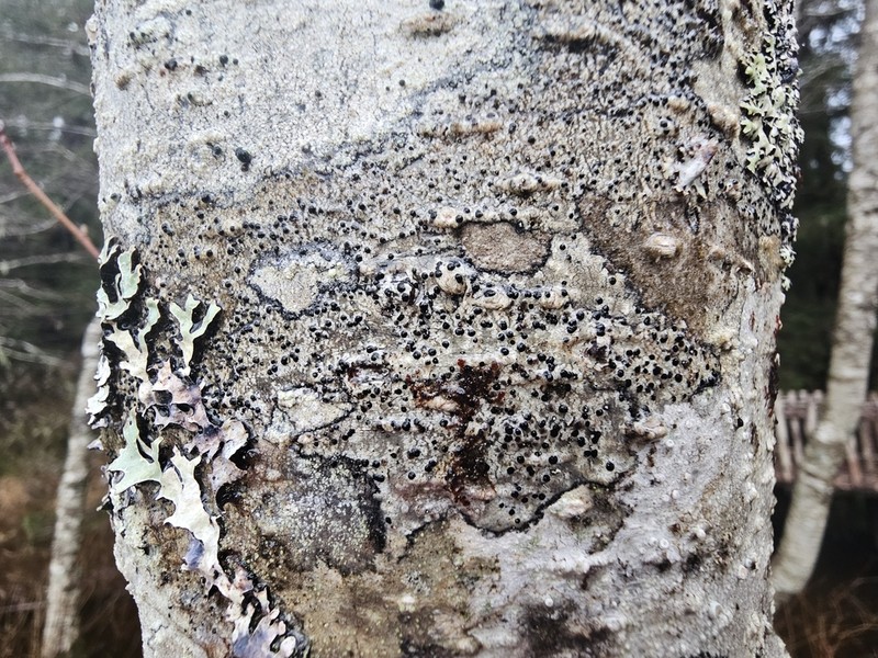 Blood Lichen photo 7