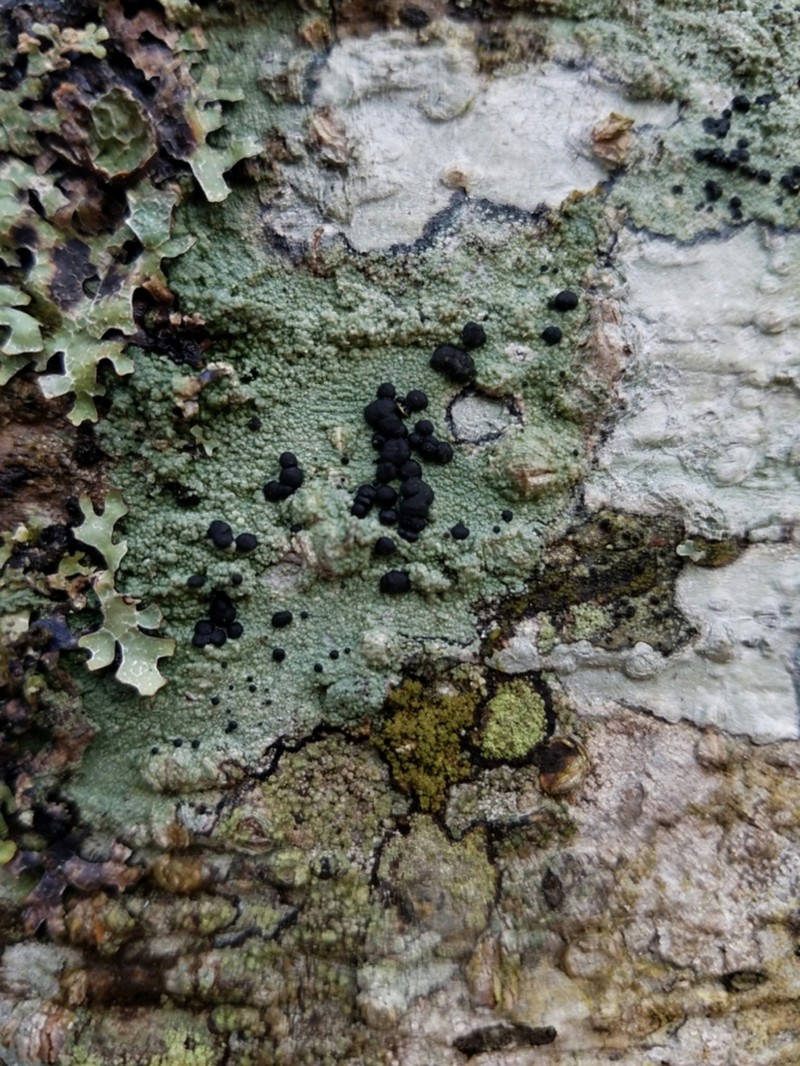 Blood Lichen photo 8