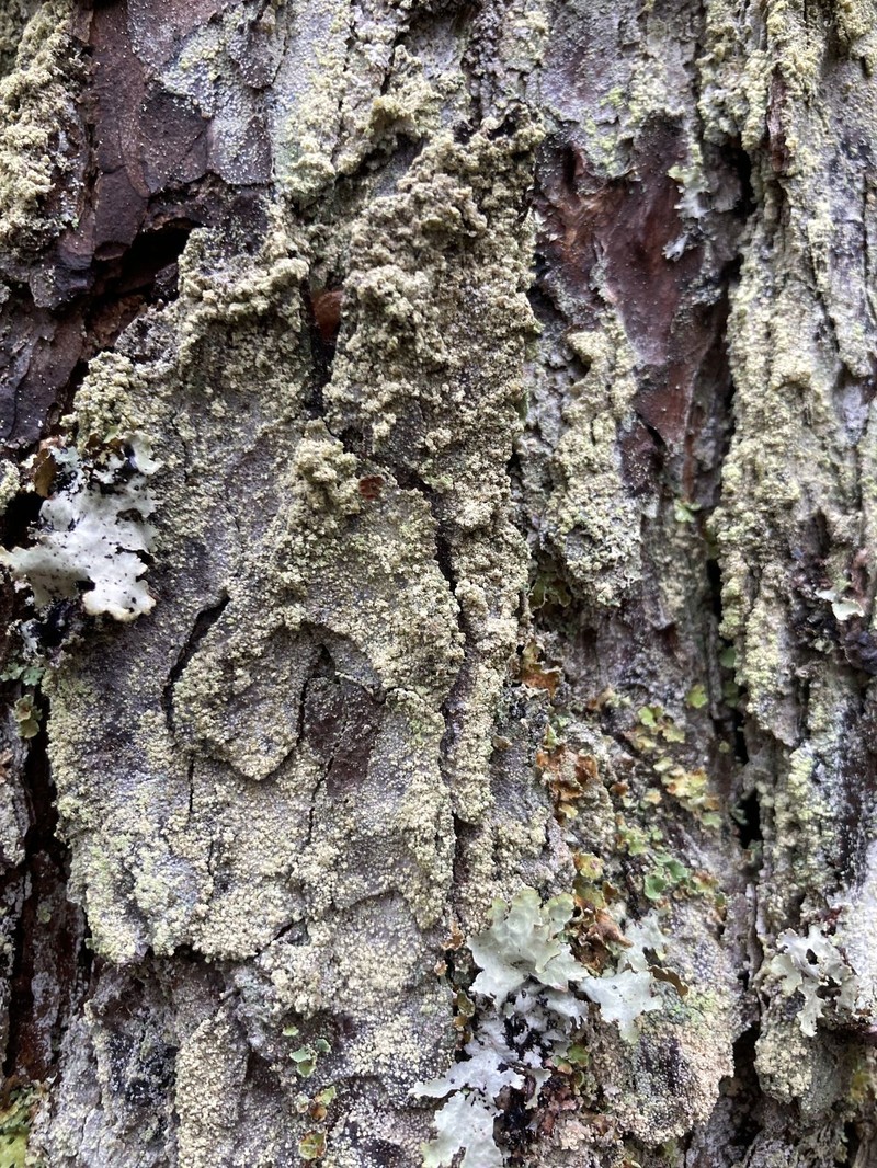 Alpine Blood Lichen