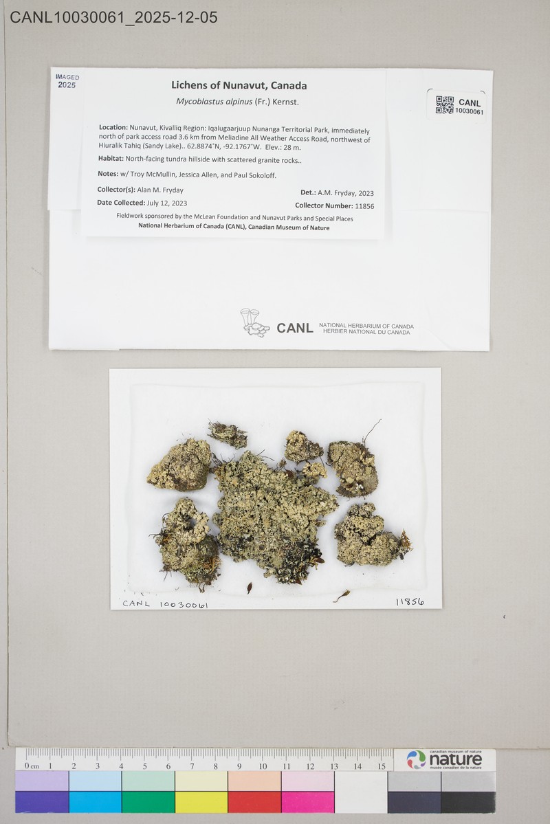 Alpine Blood Lichen photo 2