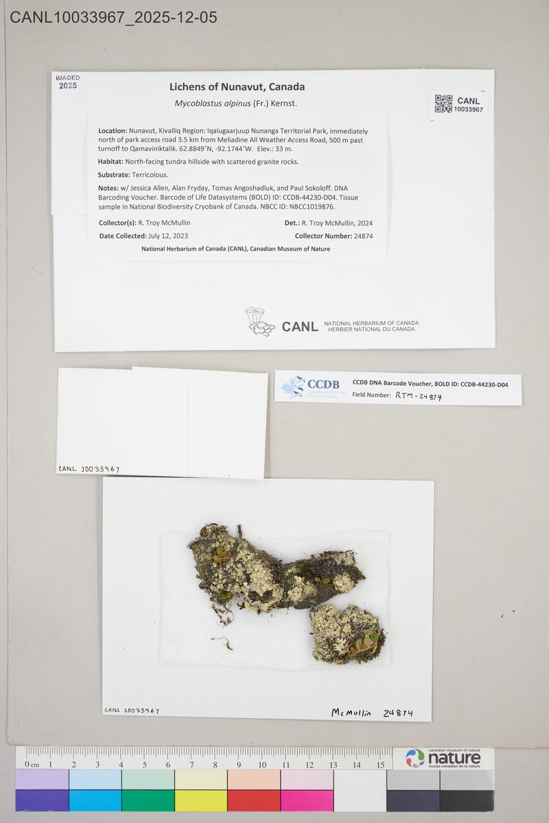 Alpine Blood Lichen photo 3