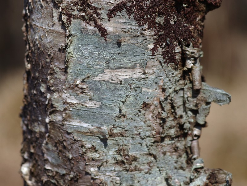 Mycoblastus caesius photo 3
