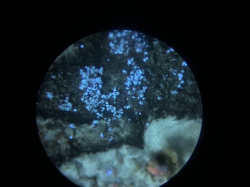 Mycoblastus caesius photo 4