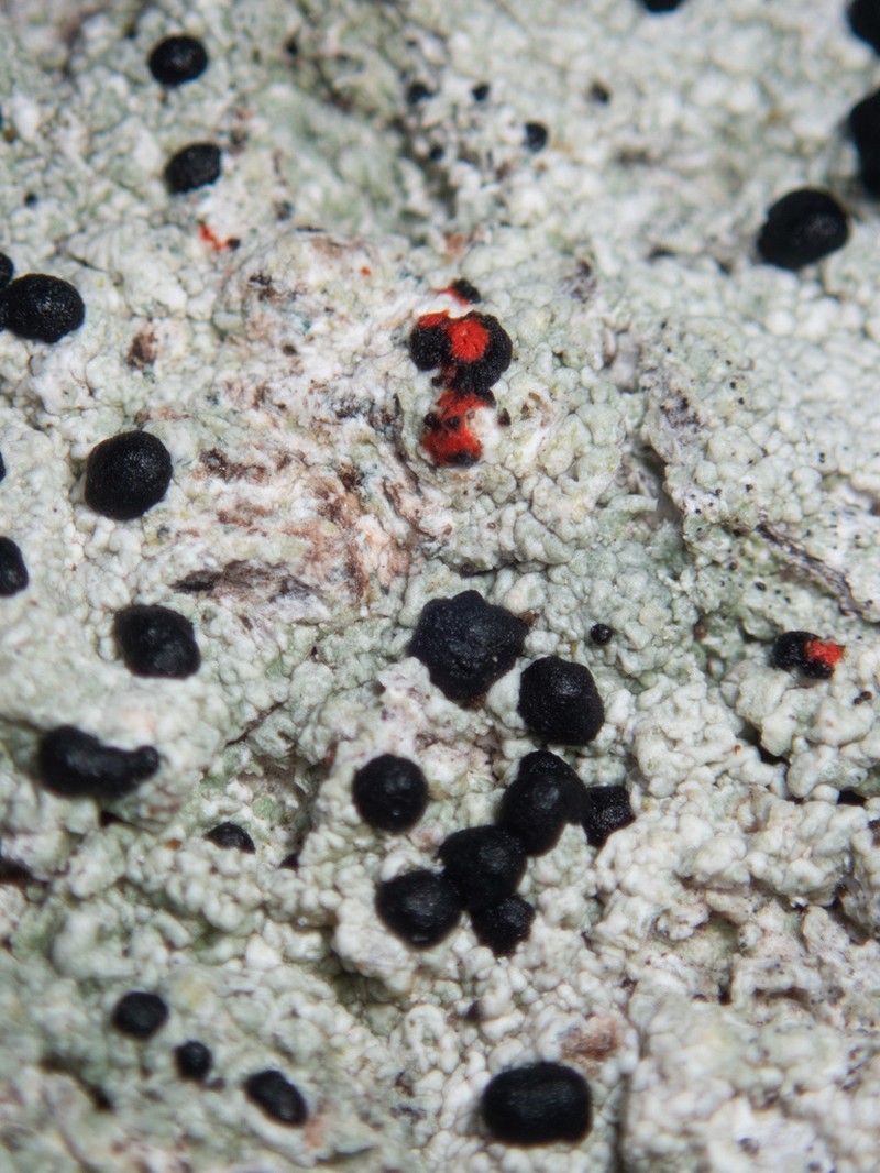 Blood Lichen photo 2