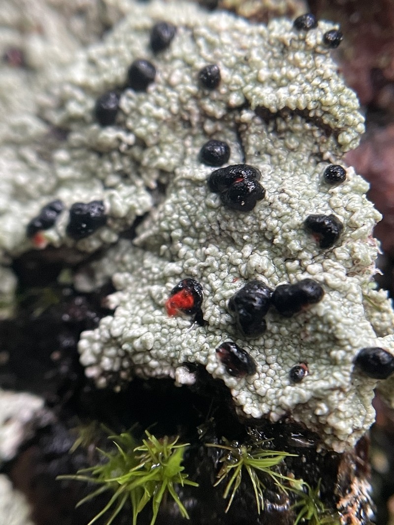 Blood Lichen photo 3