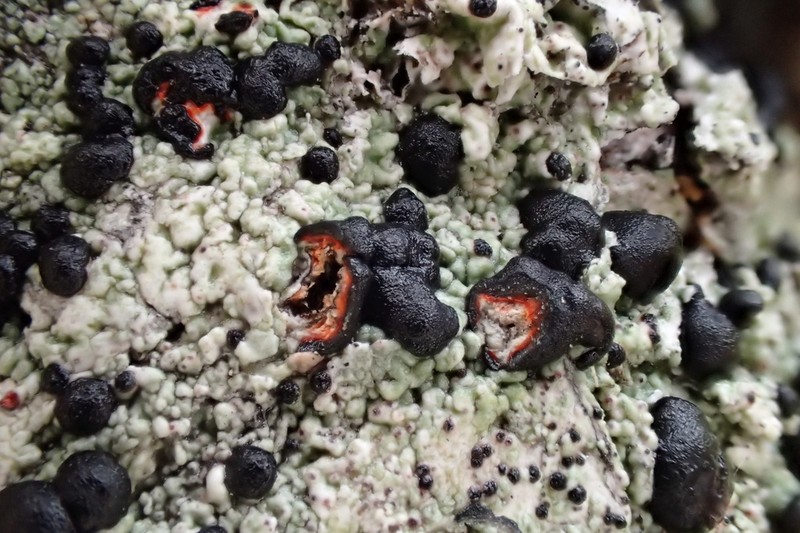 Blood Lichen photo 4
