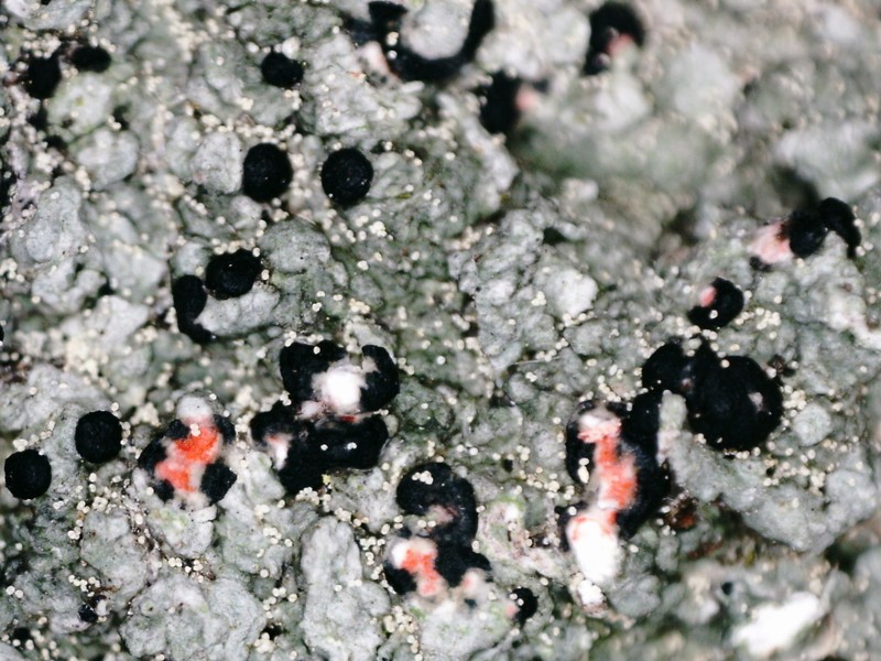 Blood Lichen photo 5