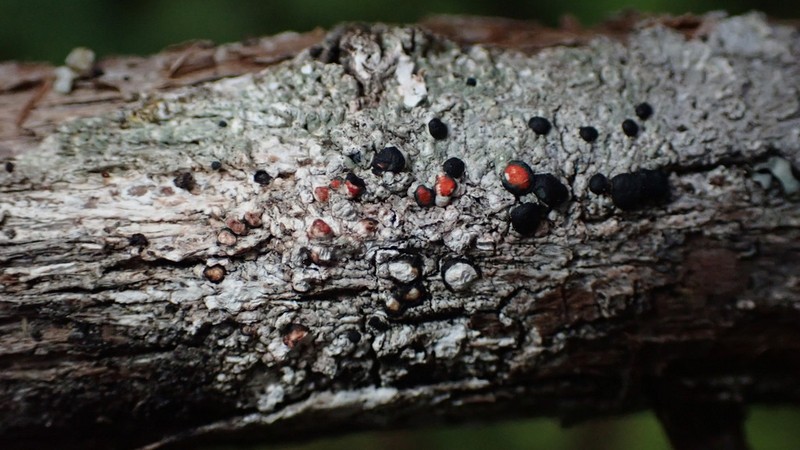 Blood Lichen photo 6