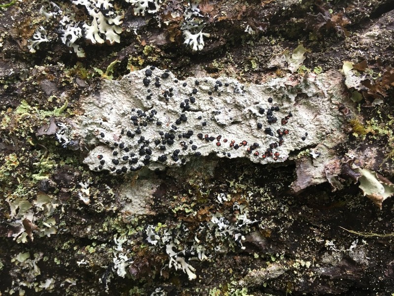 Blood Lichen photo 7