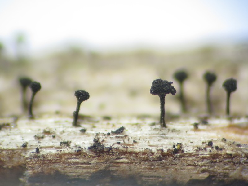 Mycocalicium Lichen