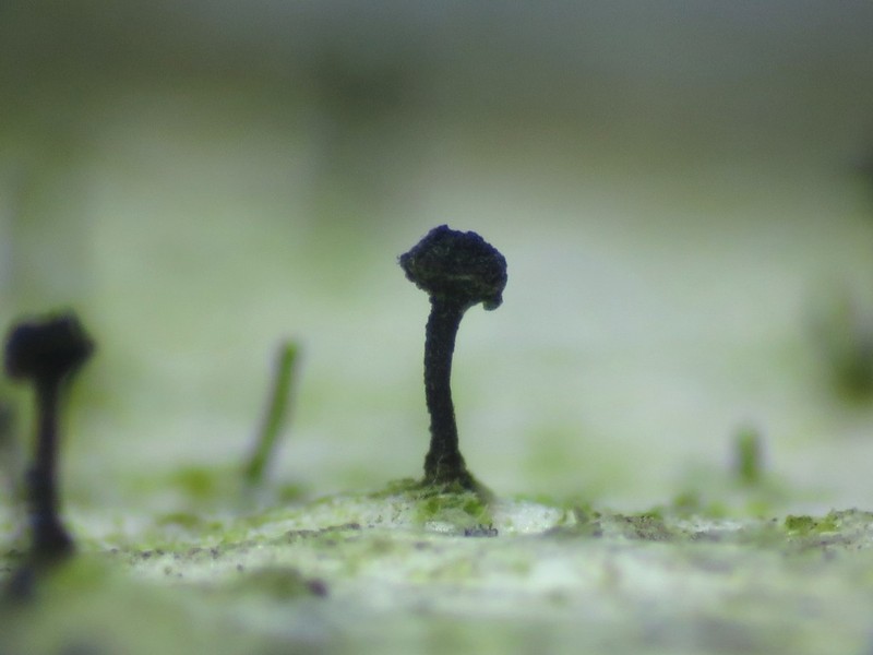Mycocalicium Lichen photo 2