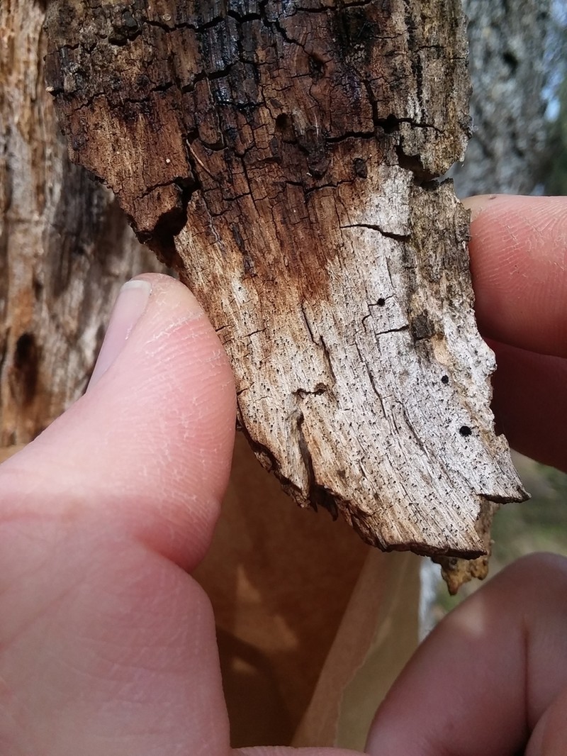 Mycocalicium Lichen photo 3