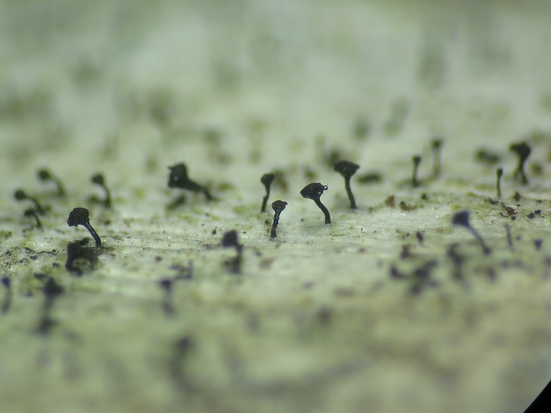 Mycocalicium Lichen photo 5