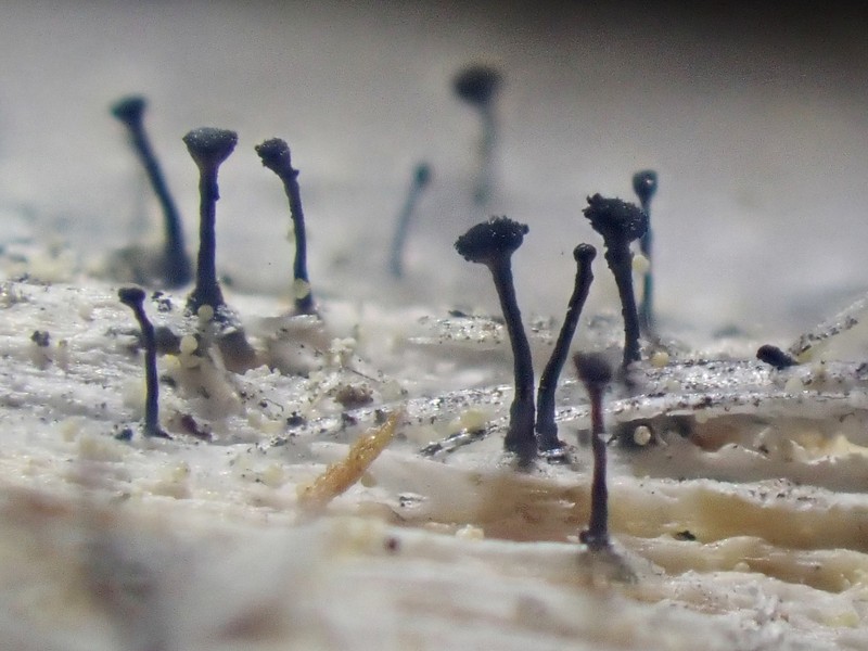 Mycocalicium Lichen photo 6