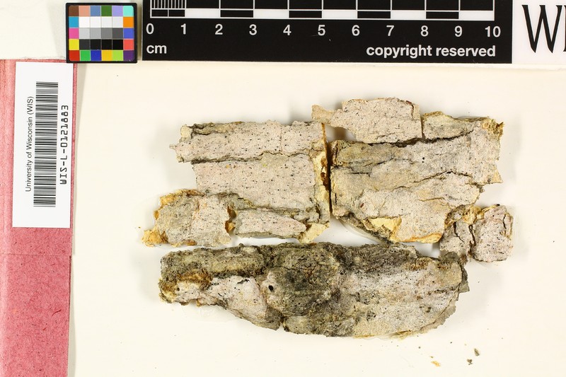 American Mycocalicium Lichen photo 4