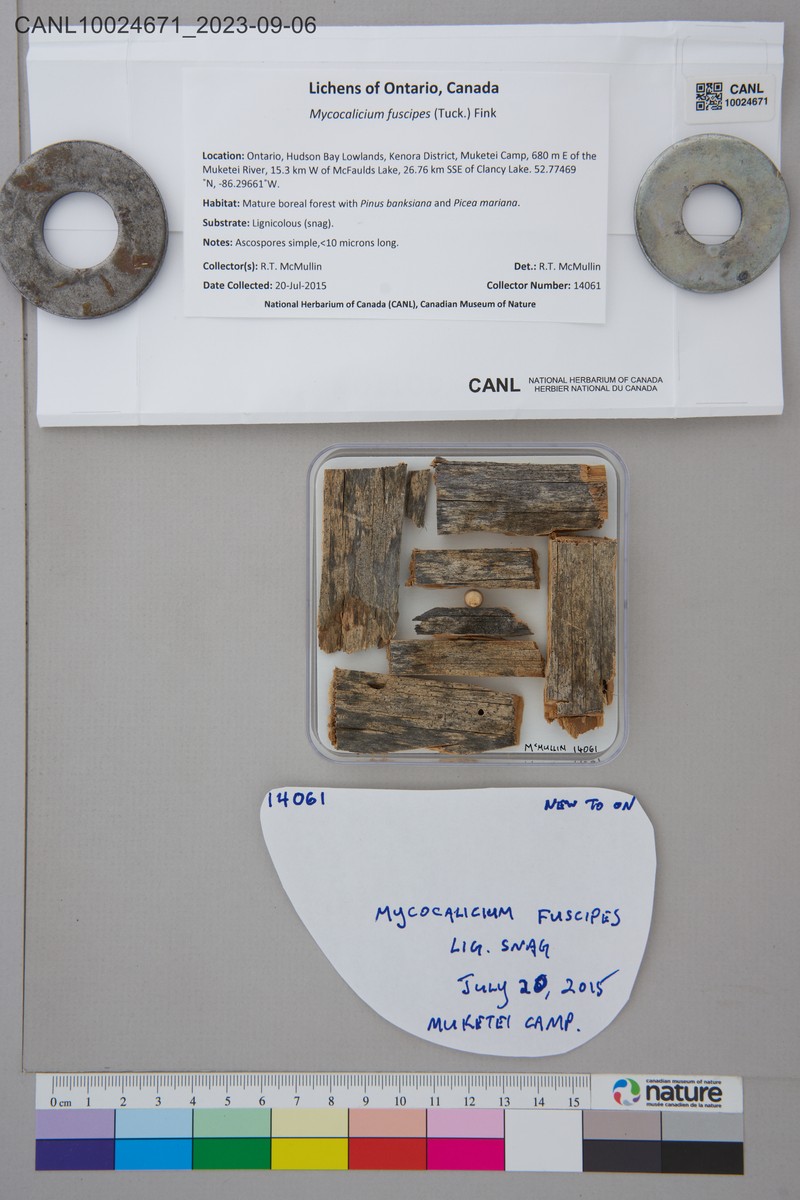 Mycocalicium Lichen