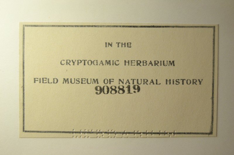 Mycocalicium Lichen photo 4