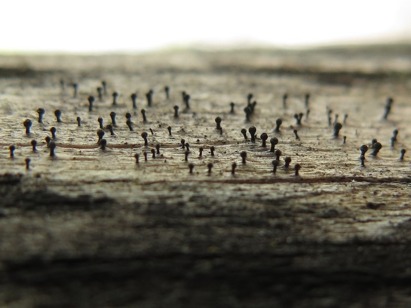 Ravenel's Mycocalicium Lichen