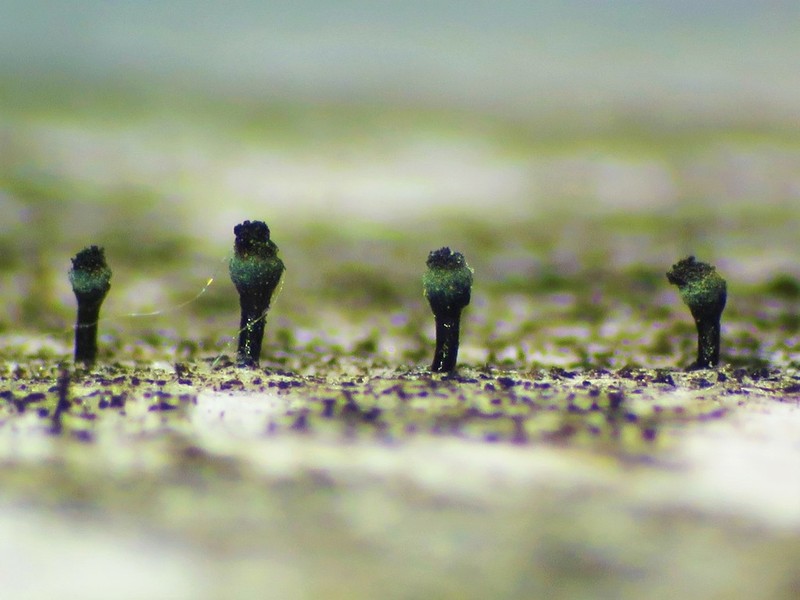 Ravenel's Mycocalicium Lichen photo 2