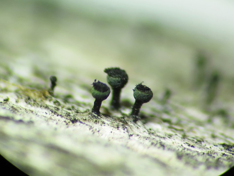 Ravenel's Mycocalicium Lichen photo 3