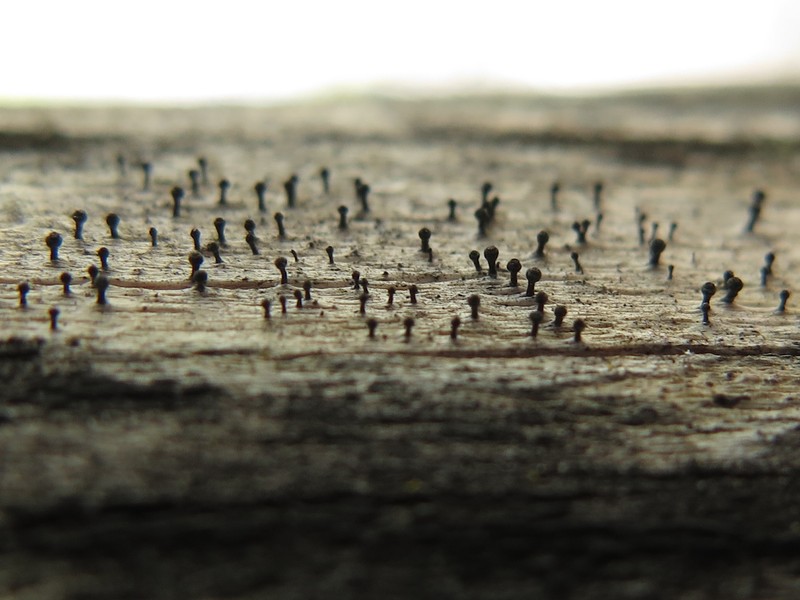 Ravenel's Mycocalicium Lichen photo 4