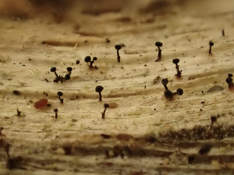 Mycocalicium Lichen photo 2