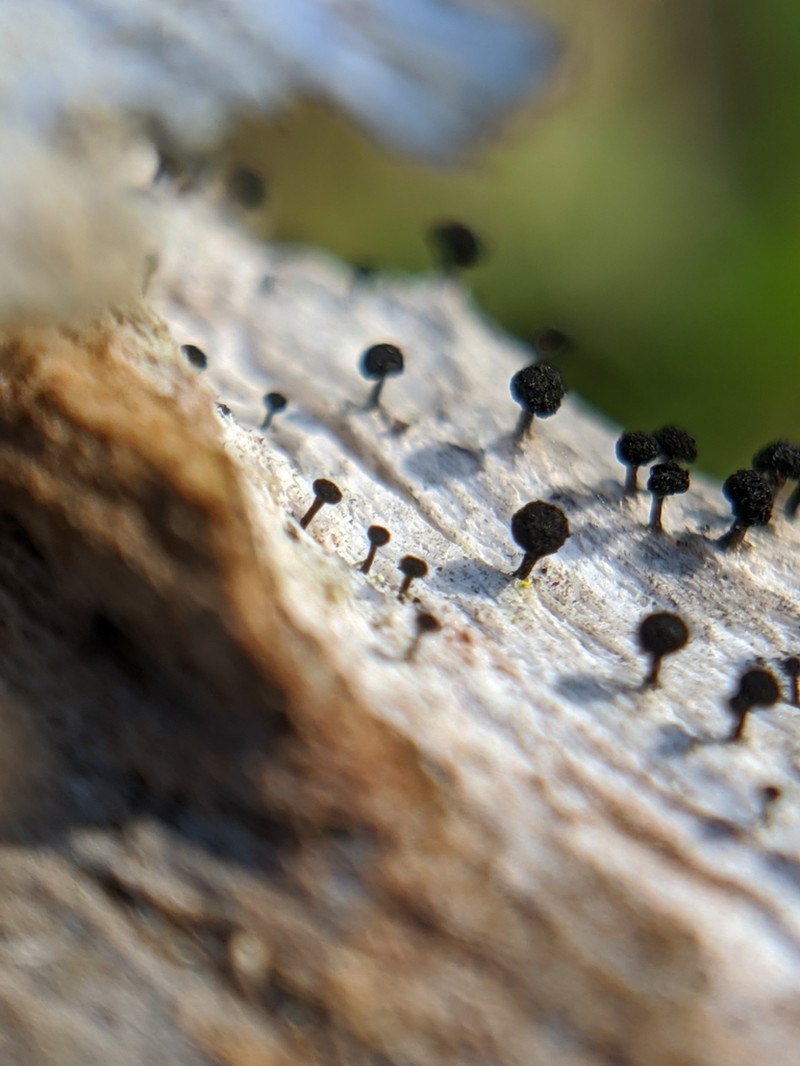 Mycocalicium Lichen photo 3