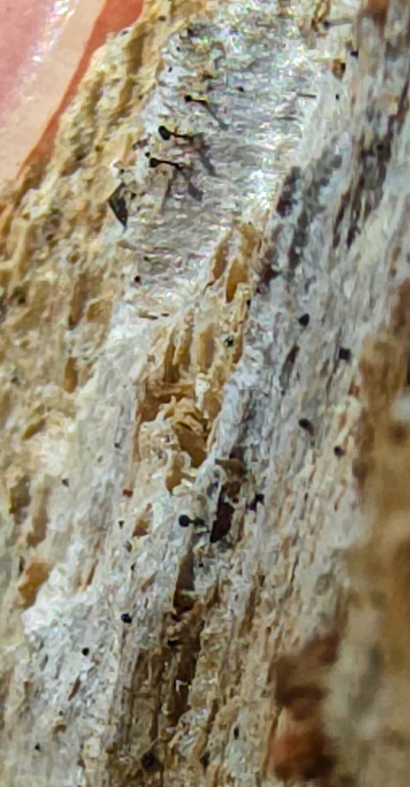 Mycocalicium Lichen photo 4