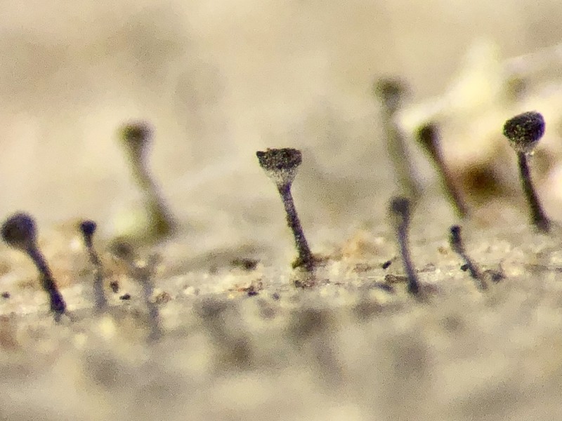 Mycocalicium Lichen photo 5