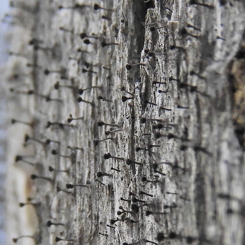 Mycocalicium Lichen photo 6