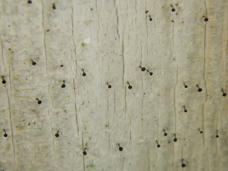 Mycocalicium Lichen photo 7