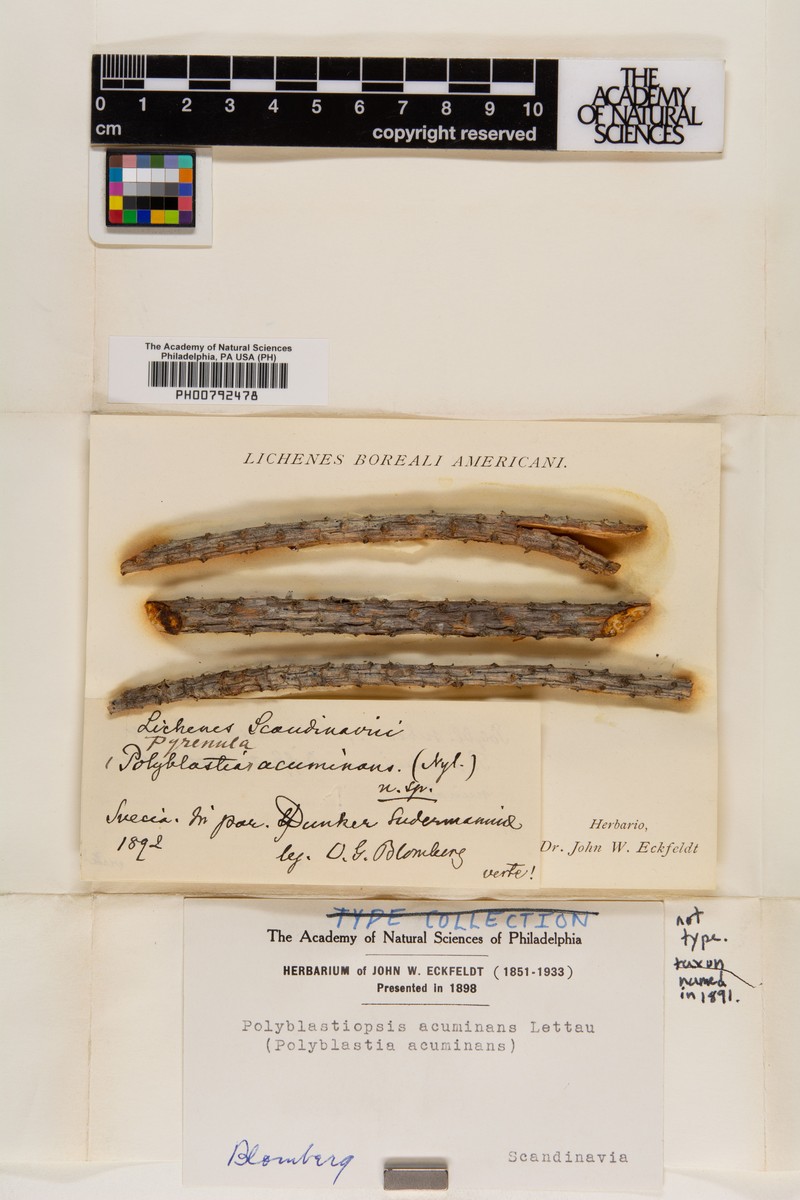 Mycoglaena acuminans