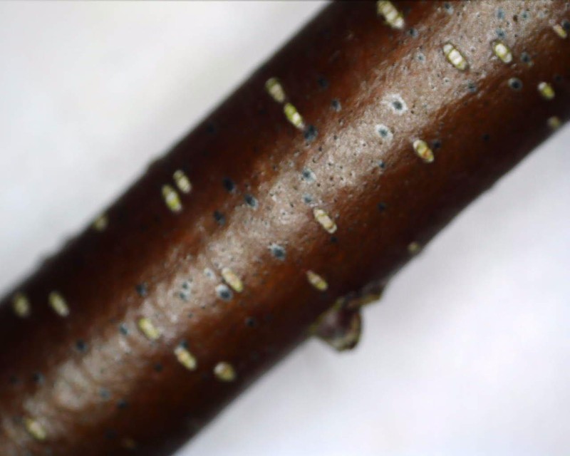 Mycoglaena