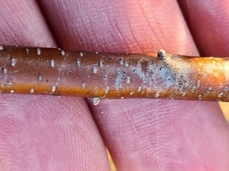 Mycoglaena photo 4