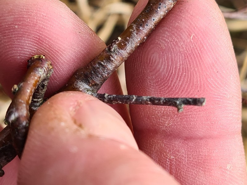 Mycoglaena photo 5