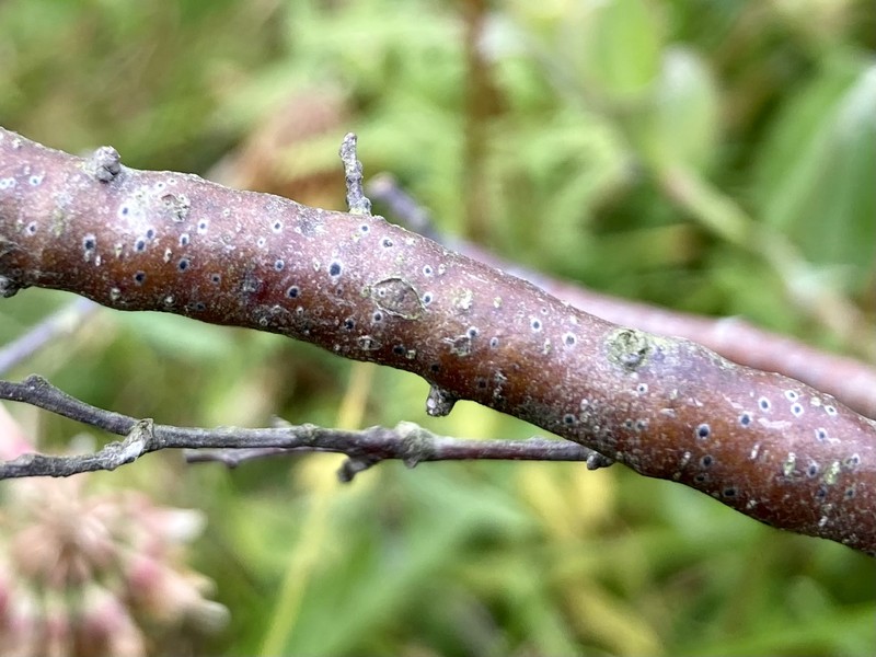 Mycoglaena photo 7