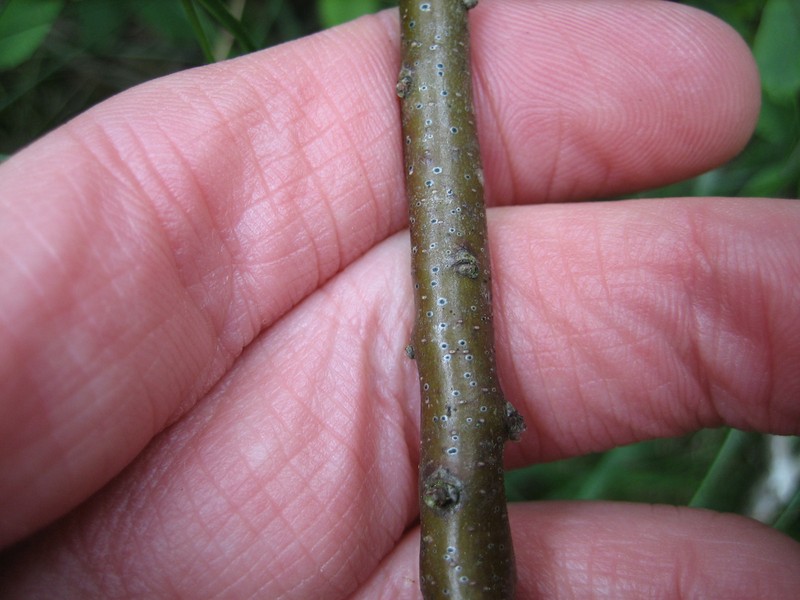Mycoglaena photo 8