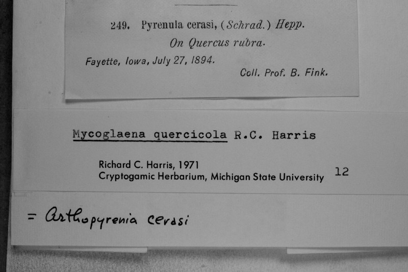 Mycoglaena photo 3