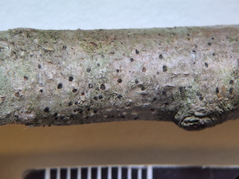 Mycoporum acervatum