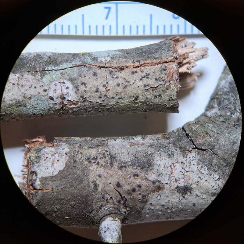 Mycoporum acervatum photo 2