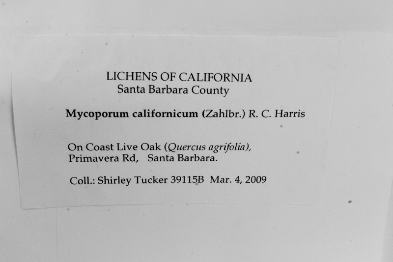 Mycoporum californicum