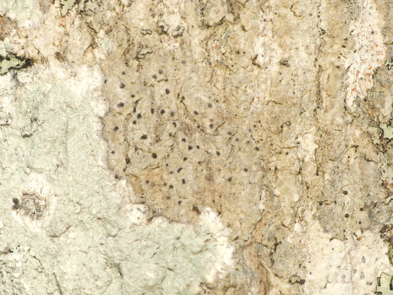 Mycoporum Lichen