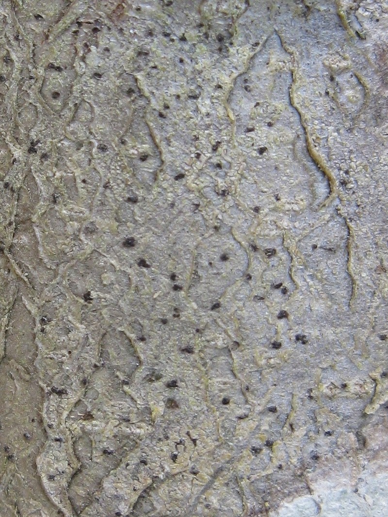 Mycoporum Lichen photo 2