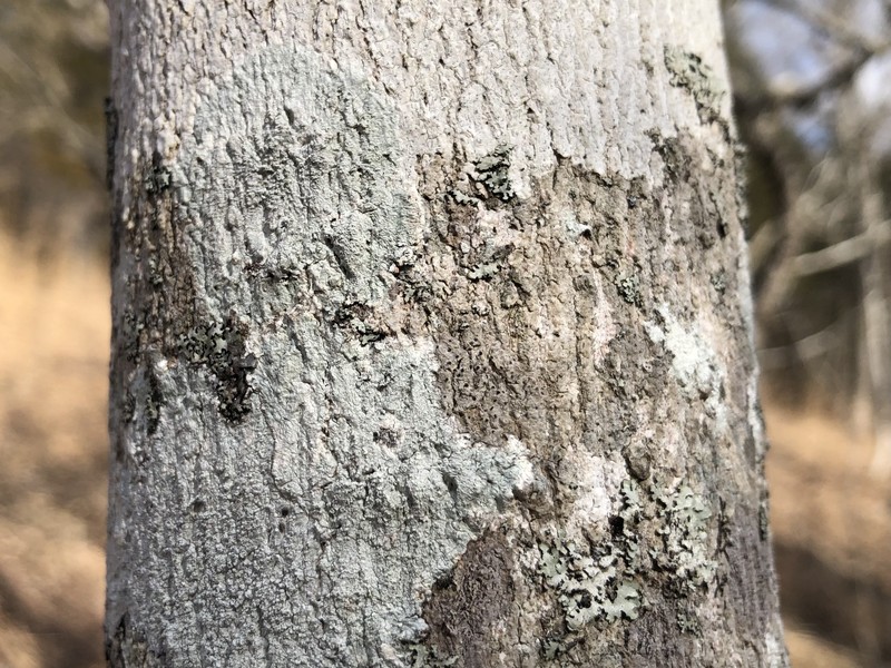 Mycoporum Lichen photo 4