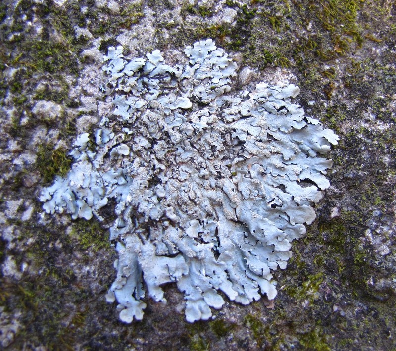 Myelochroa Lichen
