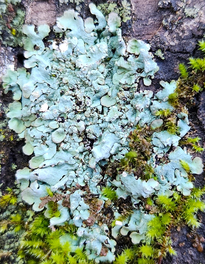 Myelochroa Lichen photo 2