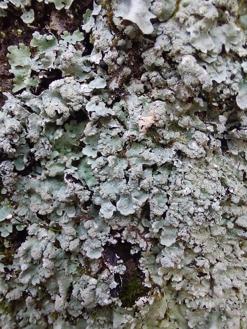 Myelochroa Lichen photo 3
