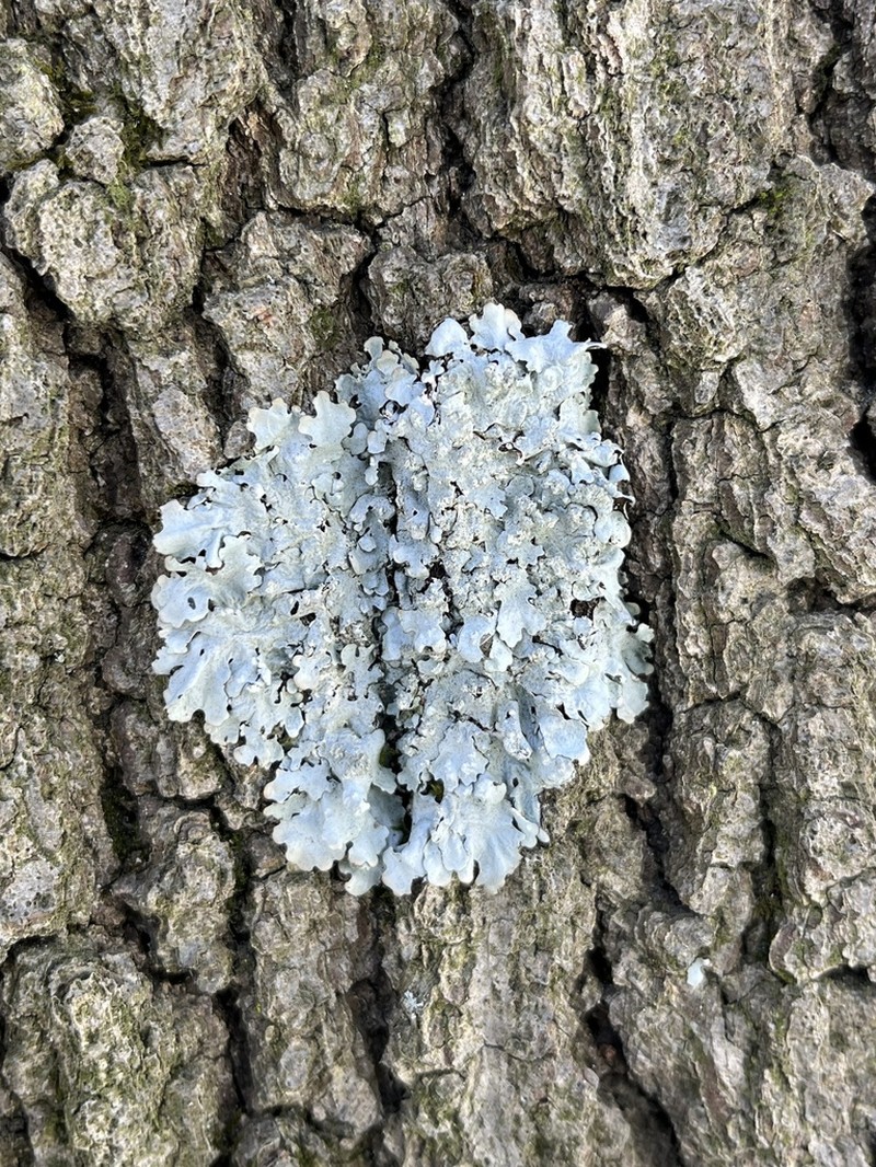 Myelochroa Lichen photo 4