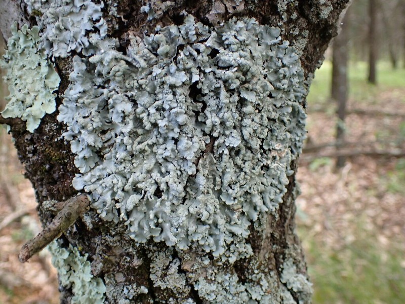 Myelochroa Lichen photo 5